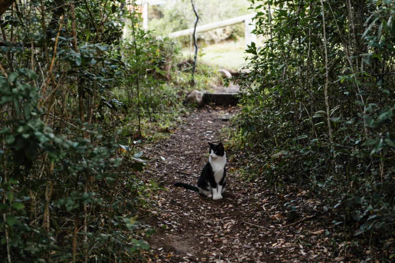 Moonshine On Whiskey Creek Villa The Crags ภายนอก รูปภาพ